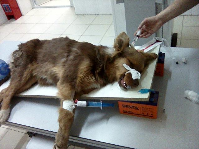 В Улан-Удэ неравнодушные спасают расстрелянную собаку (ФОТО)