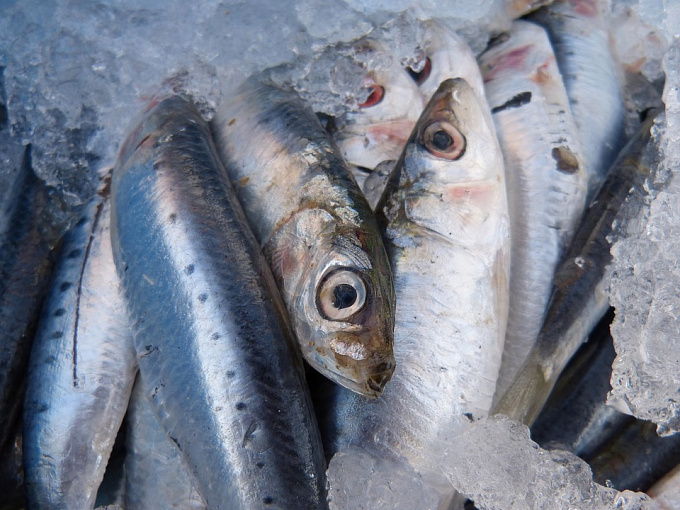 Минсельхоз: жители Бурятии едят слишком мало рыбы