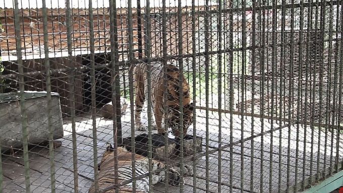 «Тигр находится внутри»: Улан-удэнцев уверяют, что хищник не сбежал за пределы этнографического музея