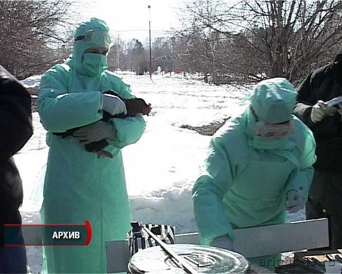 Угроза из Поднебесной. Бурятия принимает меры в связи со вспышкой птичьего гриппа в Китае