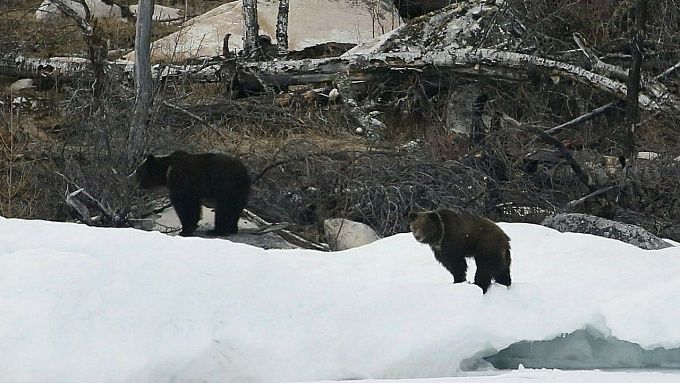 Медведицу с пестуном встретили на Байкале