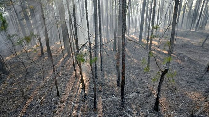 В Бурятии за сутки сгорело полтора гектара леса