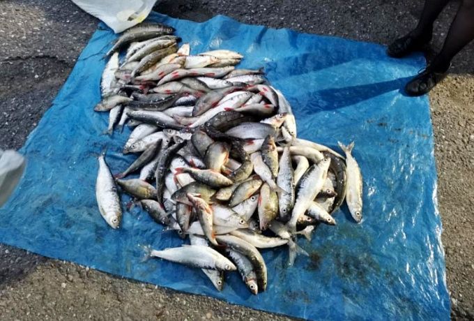 В Бурятии устроили погоню за иномаркой, набитой рыбой на полмиллиона рублей
