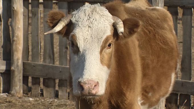 Корову-нелегалку нашли во время проверки в Бурятии