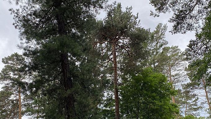 В лесах Байкала провели свыше 4 тысяч ДНК-анализов деревьев