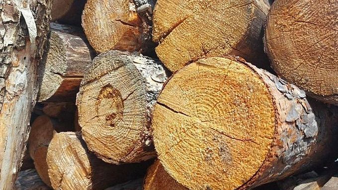 В Бурятии за неделю обнаружили 7 случаев незаконных рубок леса