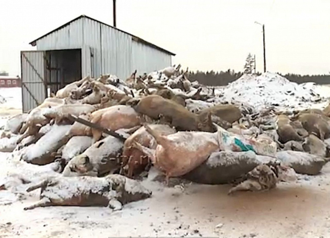 «Фактов гибели свиней не было», - гендиректор свинокомплекса в Заиграевском районе Бурятии