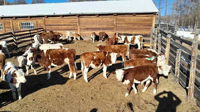 Животноводам в Улан-Удэ помогли вернуть 700 тысяч за быков